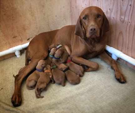 Michigan may not appear to offer much for pets, but it is a great travel destination. View Ad: Vizsla Litter of Puppies for Sale near California ...