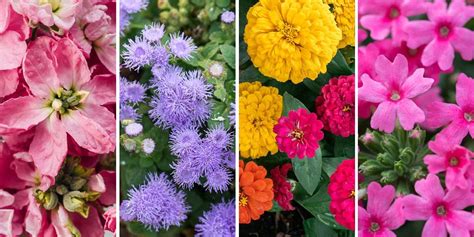 See more of τα πιο ομορφα λουλουδια on facebook. Τα 15 πιο όμορφα λουλούδια της άνοιξης | Τα Μυστικά του Κήπου