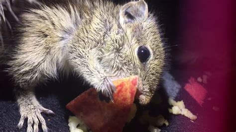 We did not find results for: How do squirrels eat apple - YouTube