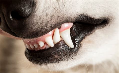 View Growth On Dogs Gums Images