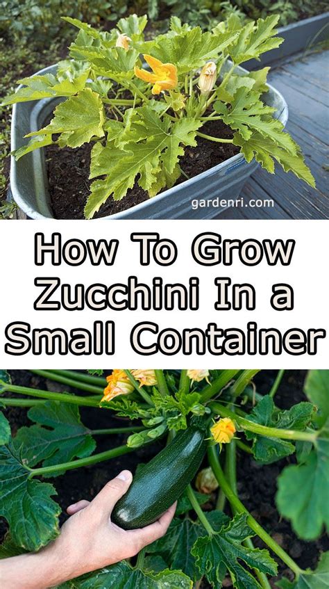 How To Grow Zucchini In Small Container Two Ways Of Growing Zucchini