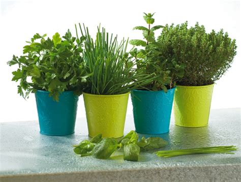 Herbes aromatiques - comment planter à la maison