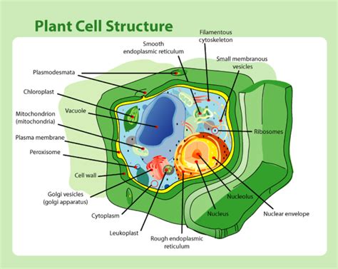 By breaking the chemical bonds of. Plant Cell: Its 6 Main Parts and Their Functions - HubPages
