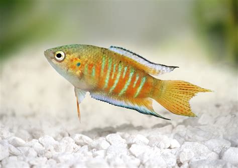 Five ways to keep your family's pet fish alive
