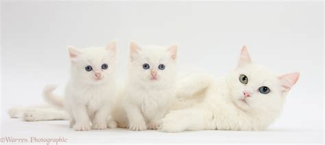 Mother White Cat And Kittens Photo Wp29072