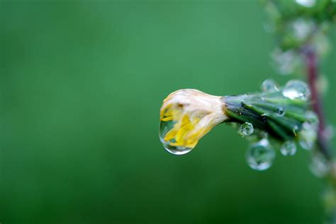 Free Images Nature Grass Branch Blossom Dew Water