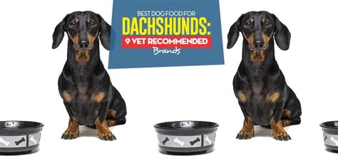 Freeman argued the amount of water in wet food might make it an unwise investment, and instead recommended you go with dry food. Best Dog Food for Dachshunds in 2020: 9 Vet Recommended Brands