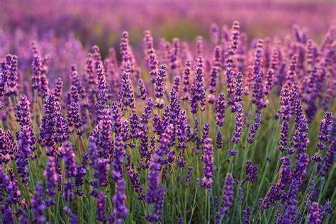 Lavender HD Wallpaper | Background Image | 3000x2000 | ID:992589 ...