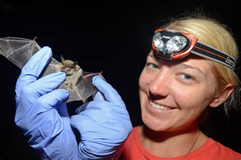 The Northern Long Eared Bat Is Now A Federally Endangered Species