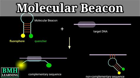 Molecular Beacon Probe Real Time Pcr Using Molecular Beacon Probe