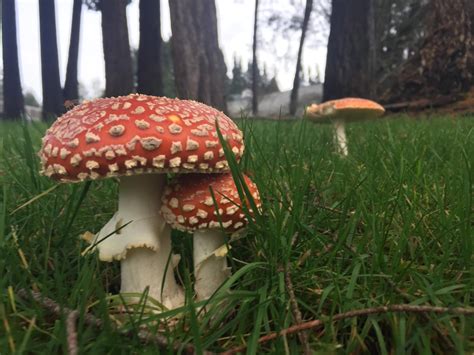 We did not find results for: Amanitas Mushrooms Washington - All Mushroom Info