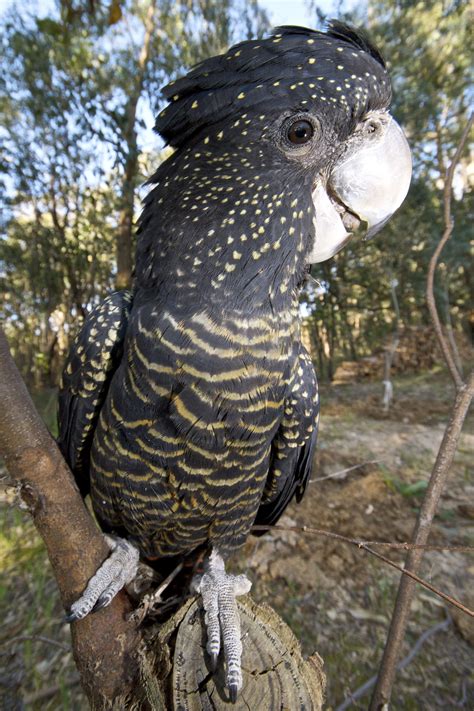 Great Speckled Bird Wild Side Of Life Unique Rare Bird