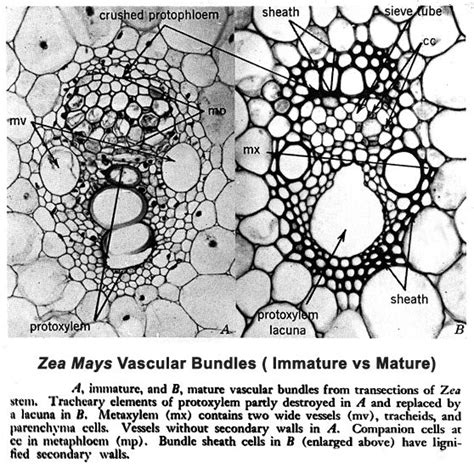 Zea Mays Stem Cross Section Vascular Bundles Botany Geometric Tattoo