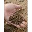 How To Know Your Type Of Garden Soil  PH Chalky Sandy Or Loamy
