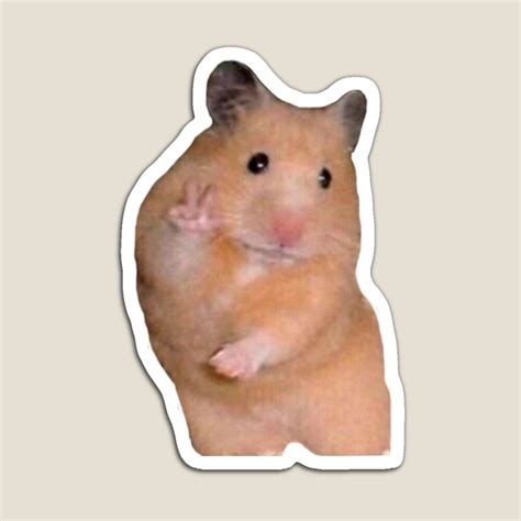 Hamster Meme Wallpapers Ntbeamng