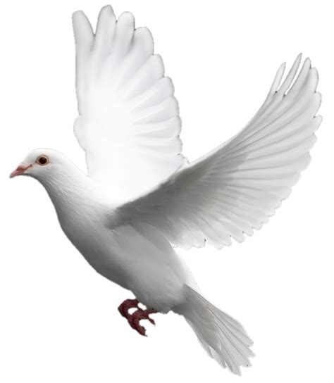 White Flying Pigeon Png Image Transparent Image Download Size 722x830px