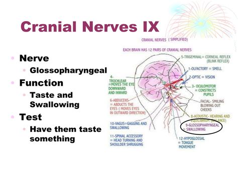 Ppt Cranial Nerves Powerpoint Presentation Free Download Id1082366