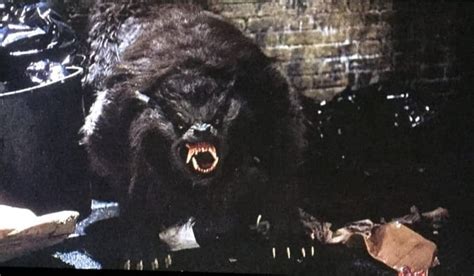 An American Werewolf In London Werewolf Horror At Its Finest