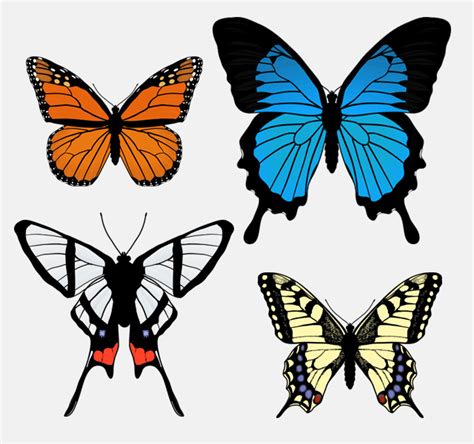 How To Draw Animals Butterflies Their Anatomy And Wing Patterns