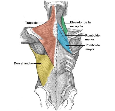Lower Back Muscles Anatomy Anatomy Back Upper Back Muscles Shoulder