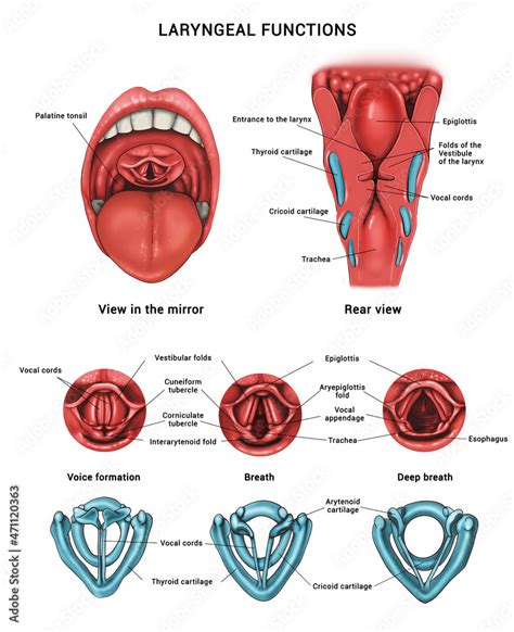 Laryngeal Functions Anatomy Of The Pharynx And Larynx Stock The Best Porn Website