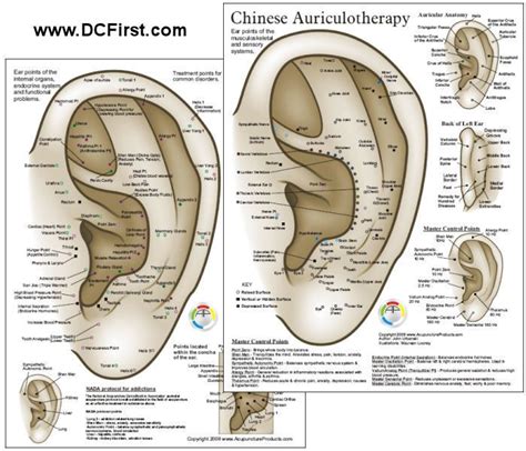 Chinese System Of Ear Acupuncture Chart Ohrakupunktur Akupunktur Ohr