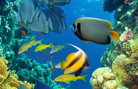 Underwater Fish Fishes Ocean Sea Tropical Reef Wallpaper 4012x2604