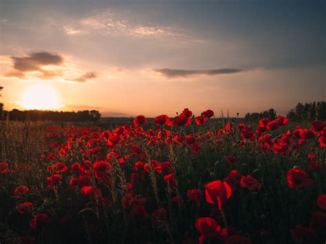 Poppy 4k Wallpapers For Your Desktop Or Mobile Screen Free And Easy To