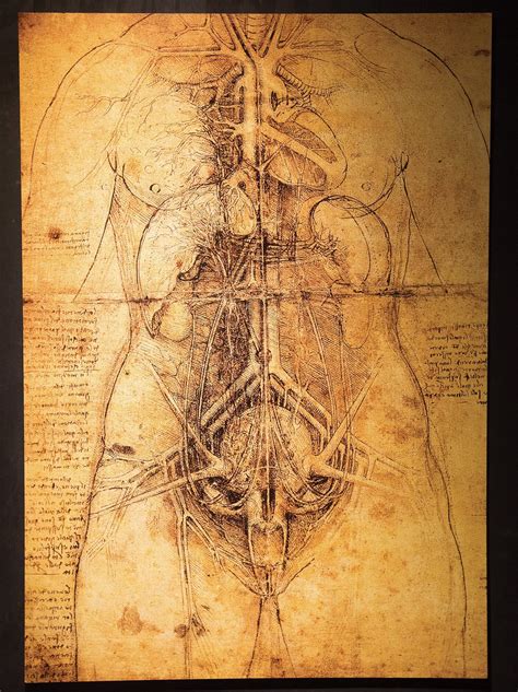 Leonardo Da Vinci Anatomy Kulturaupice