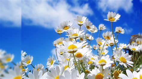 White Flower Wallpapers 4k Hd White Flower Backgrounds On Wallpaperbat