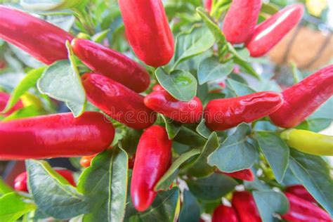 Small Red Chili Pepper Close Up Capsicum Annuum Chili Peppers Stock