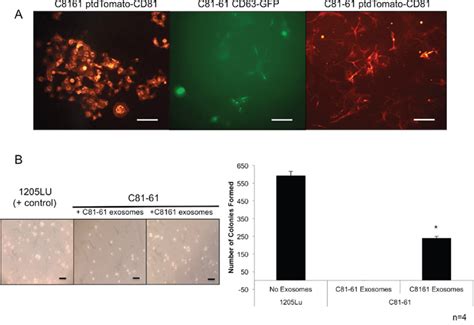 Exosomes Released By Metabotropic Glutamate Receptor 1 Grm1