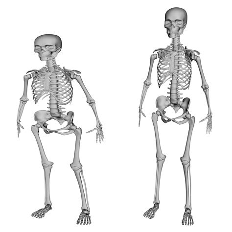 2 Skeletons Free Stock Photo Public Domain Pictures
