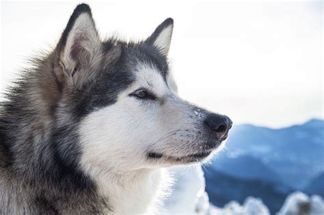 They are very high quality dogs with weightpulling and champion bloodlines. Alaskan Malamute › Hunde-Info.de