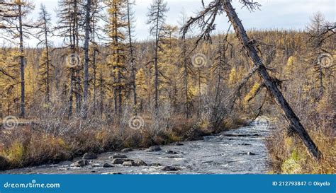 Swampy Autumn Larch Taiga In Northern Siberia Stock Image Image Of