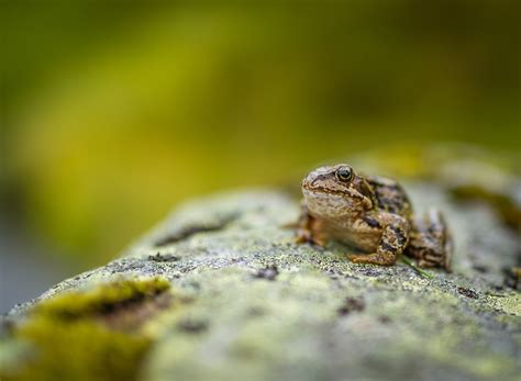 Free Images Nature Rock Leaf Stone Wildlife Green Frog Reptile