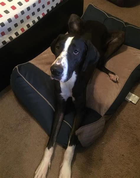Is pet adoption right for you? Great Dane For Adoption in Houston - Meet Mia - 2 YO F ...