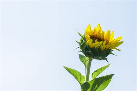 Sunflower Minimalism Null Sunflower Stunning Photography Yellow