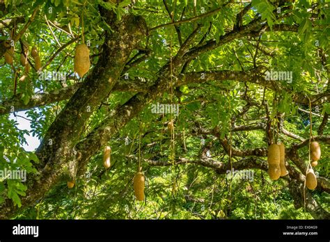 Sausage Tree Kigelia Pinnata Dominica West Indies Stock Photo Alamy