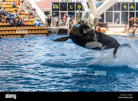 Killer Whale Making A Splash Stock Photo Alamy
