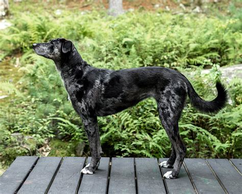 Know Everything About Catahoula Leopard Dog Pets Nurturing
