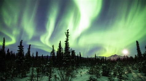 Denali National Park Alaska Northern Lights Over Forest