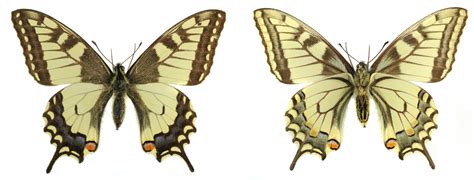 Level 6 Butterflies Of Northern Europe Memrise