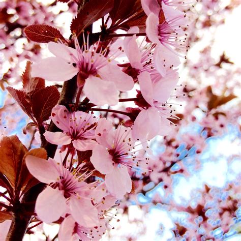 Free Images Branch Flower Petal Food Spring Produce Pink