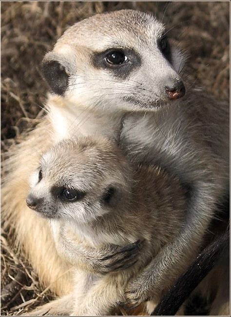 79 Best Meerkats And Prairie Dogs Images On Pinterest Wild