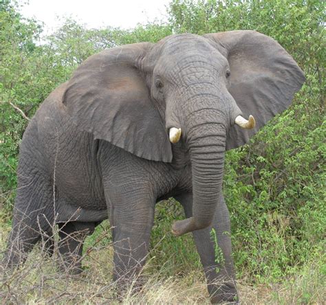 Fantastica Animal: The African Elephant