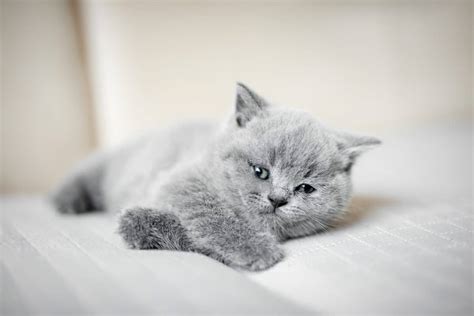 Do Cats Cry Causes Of Cat Crying And What To Do About It