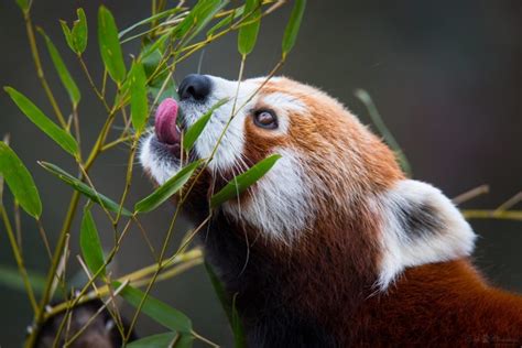 Le Panda Roux Conservation Biologie Histoire Et Plus Encore Defi