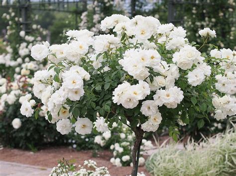 We did not find results for: Rose,Iceberg,バラ,アイスバーグ, | Bush plant, Planting roses, Floribunda roses