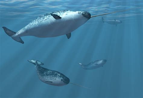 la licorne de mer - Recherche Google | Whale, Narwhal, Animals